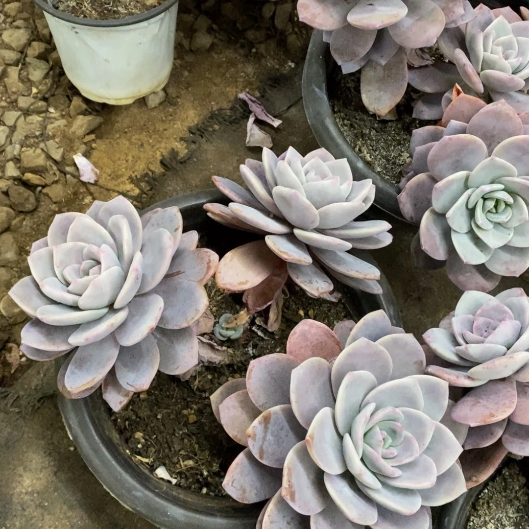 红茶三大头起发，230杯