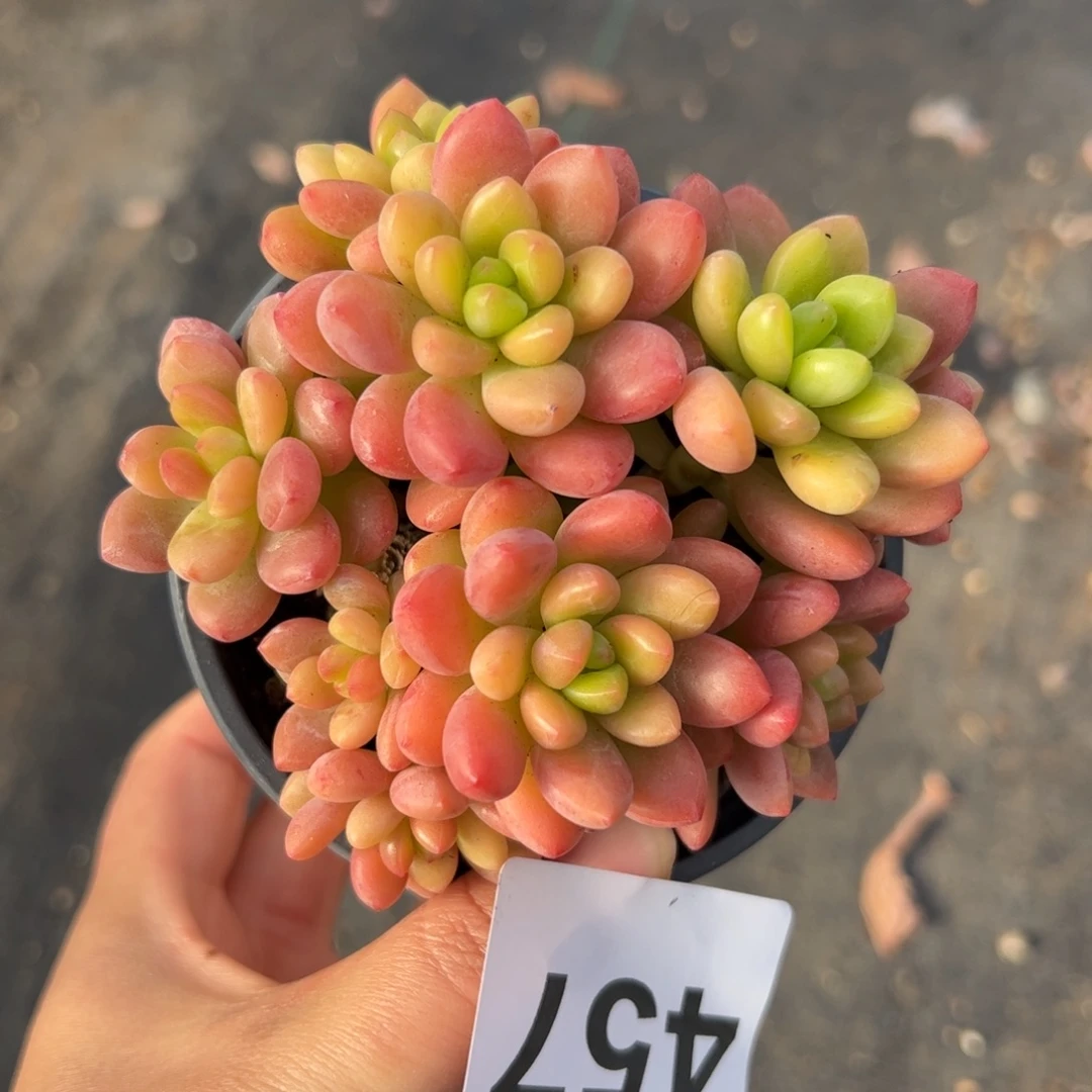 ****ぷ457 多肉植物组合盆栽