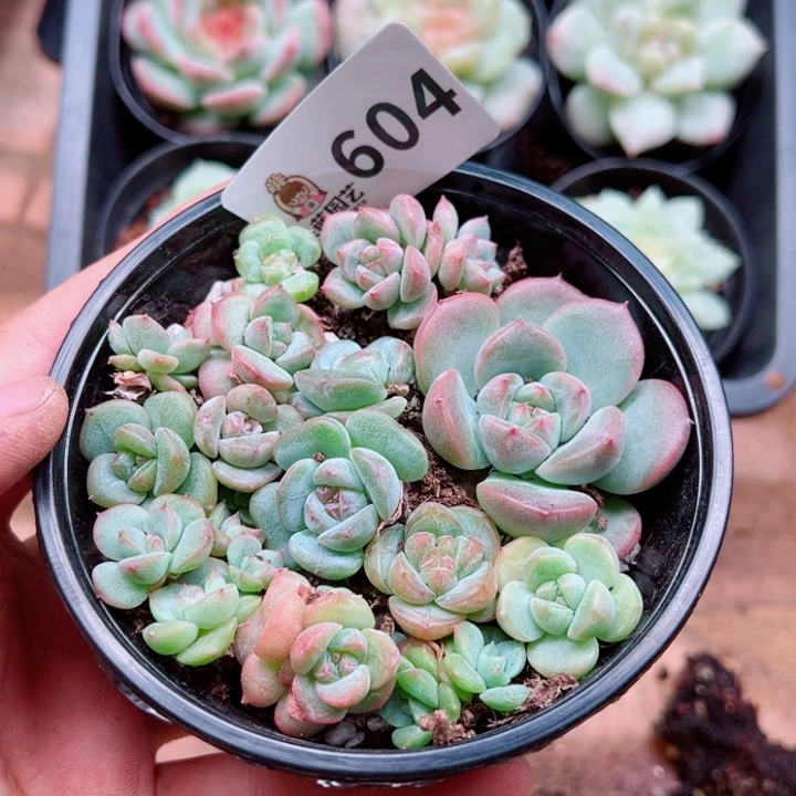 多肉植物多肉植物