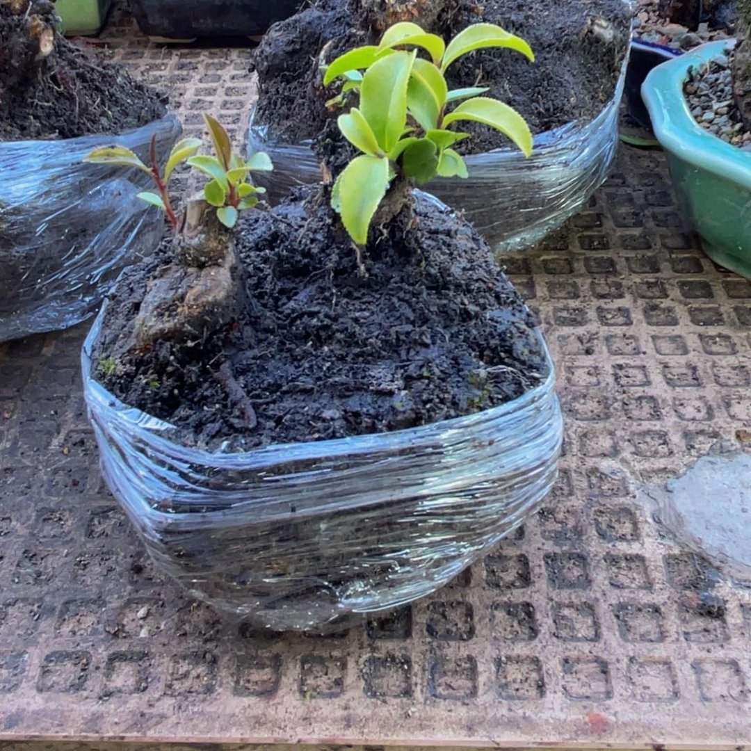 ****董当前无花朵，栽培后可花朵