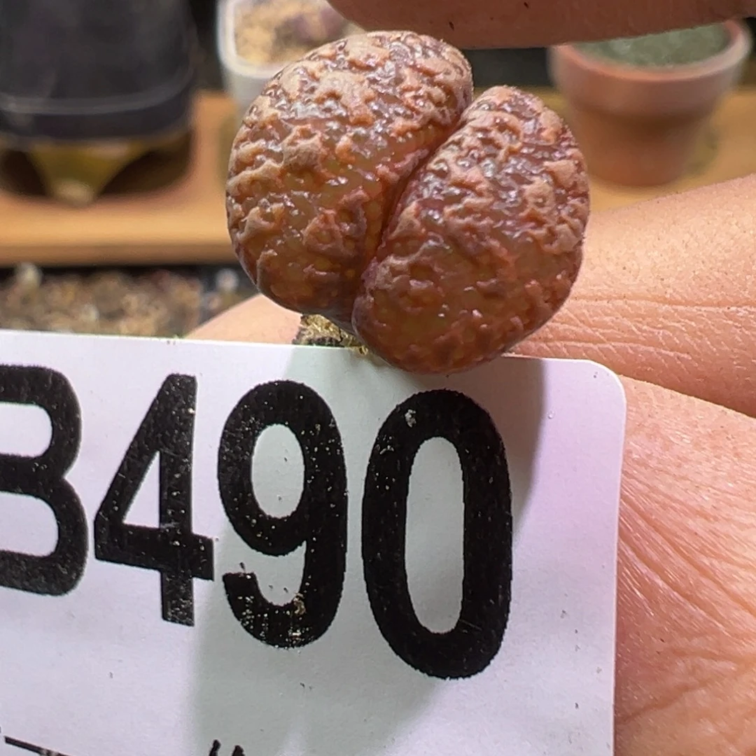 多肉植物111111111111