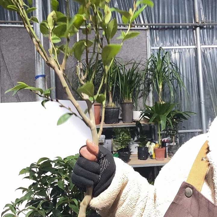 完全开放2盆含笑冻坏不赔小土球发货19的