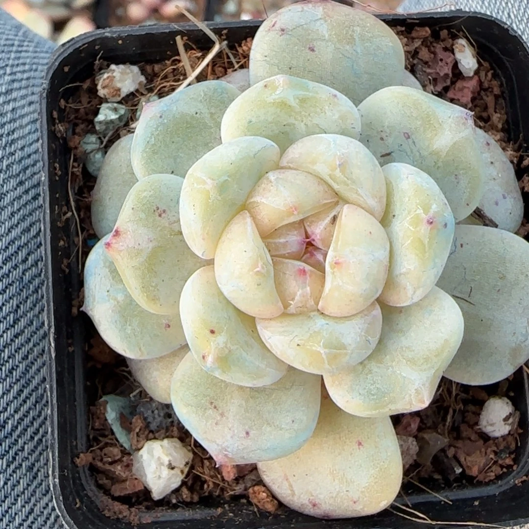 多肉小卡拉米糖心一物一拍