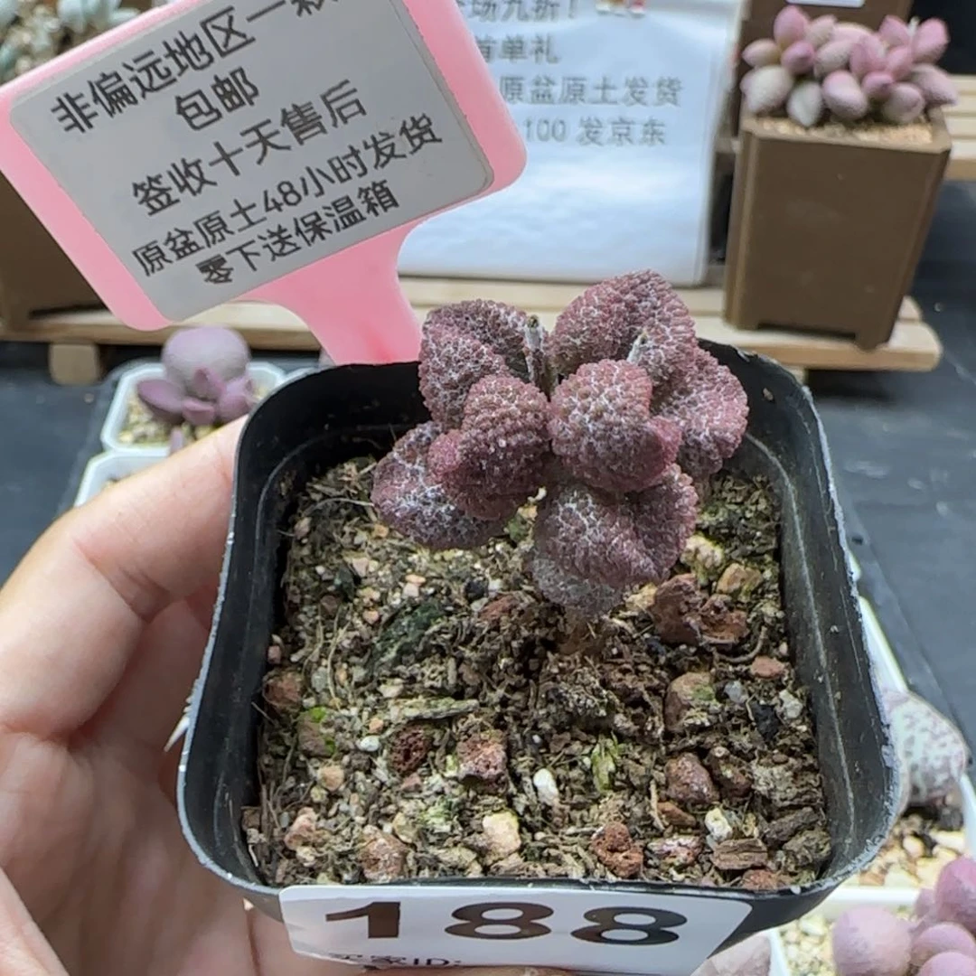 188荔枝皮多肉植物