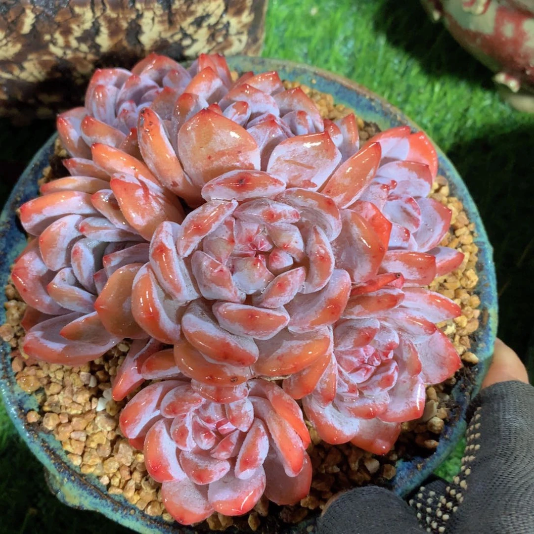 星影14 公分一物一拍