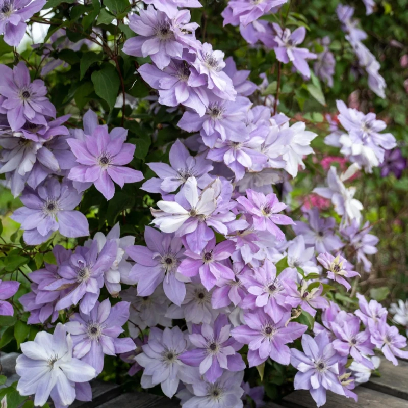 铁线莲种子粉龙爬藤植物盆栽地栽四季花卉重瓣浓香阳台小院花海