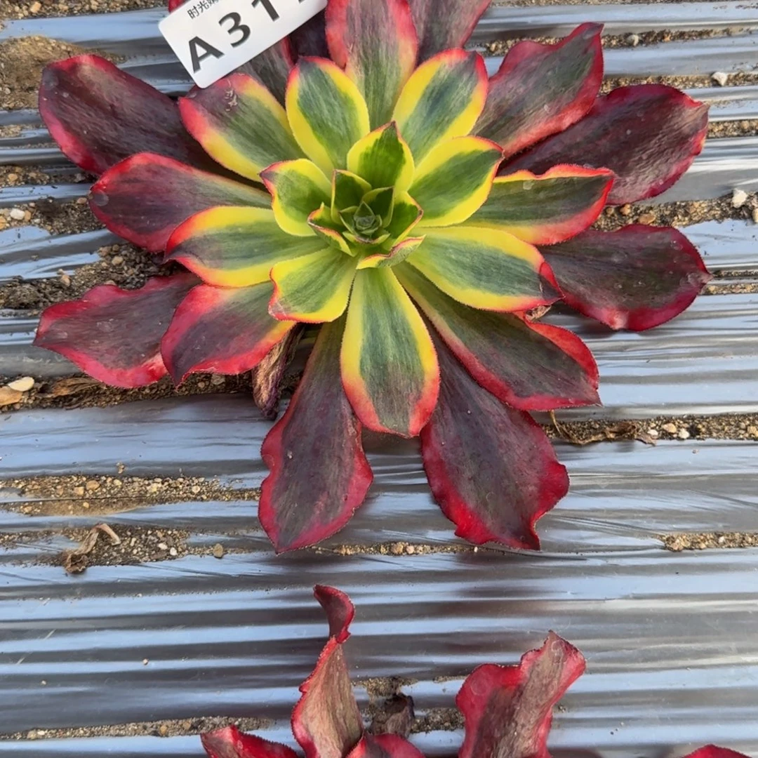 317爱丽丝。多肉植物