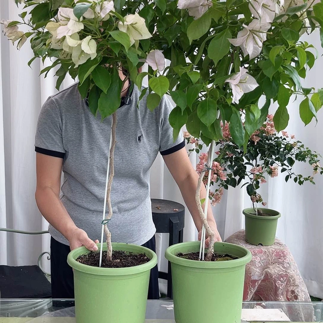 当前无花栽培后可以开花粉天使棒棒糖一颗