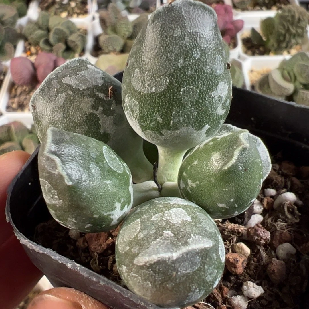 墨点斑大胖子多肉植物水