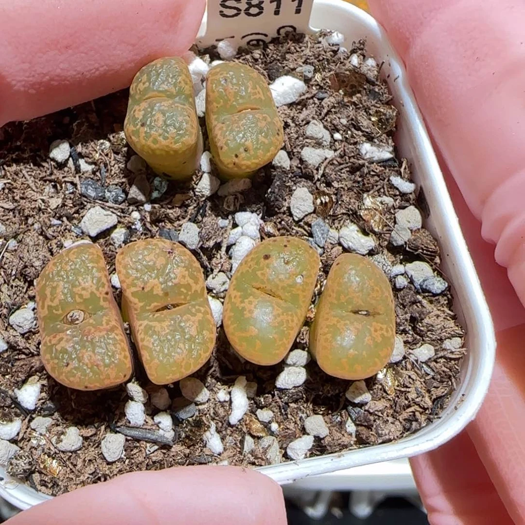 肉锥多肉植物百科-6km泡泡勋1449