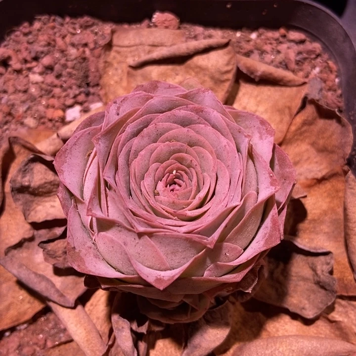 7404山地玫瑰花群