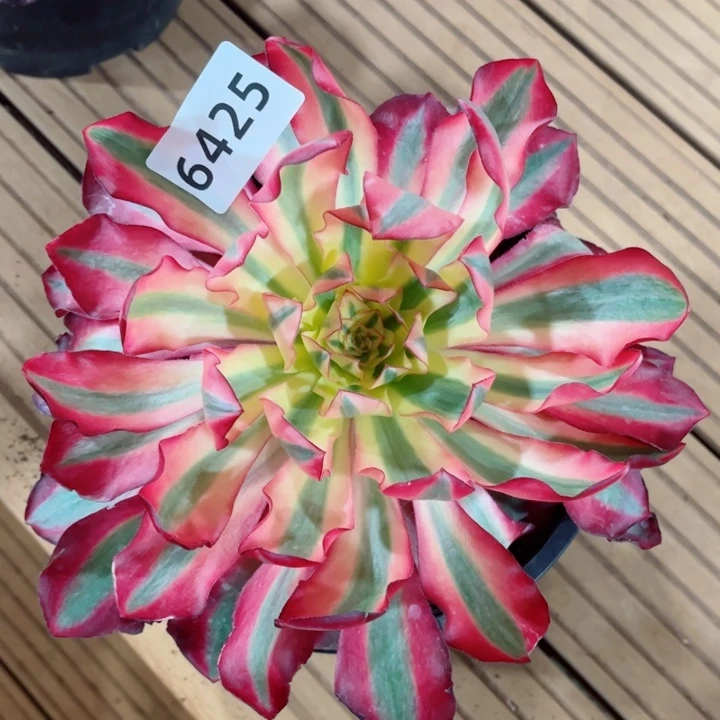 优***友红魔女特价多肉发货