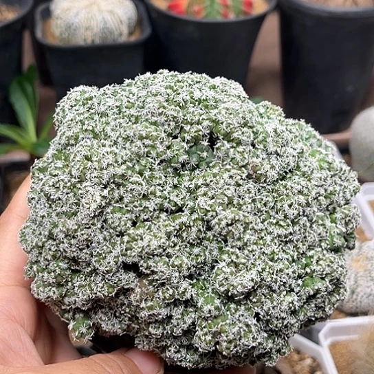 无花朵娇丽石化缀化群一颗