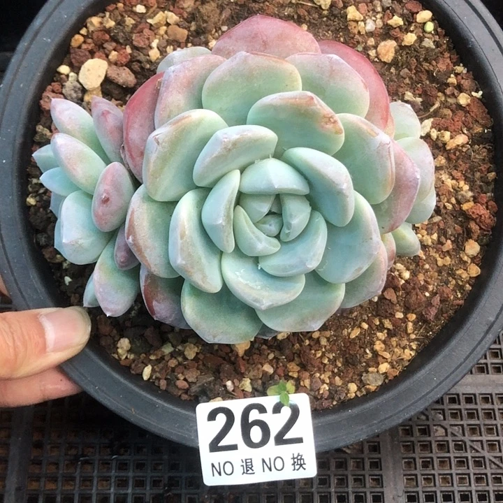 冰玉捧花福利 262