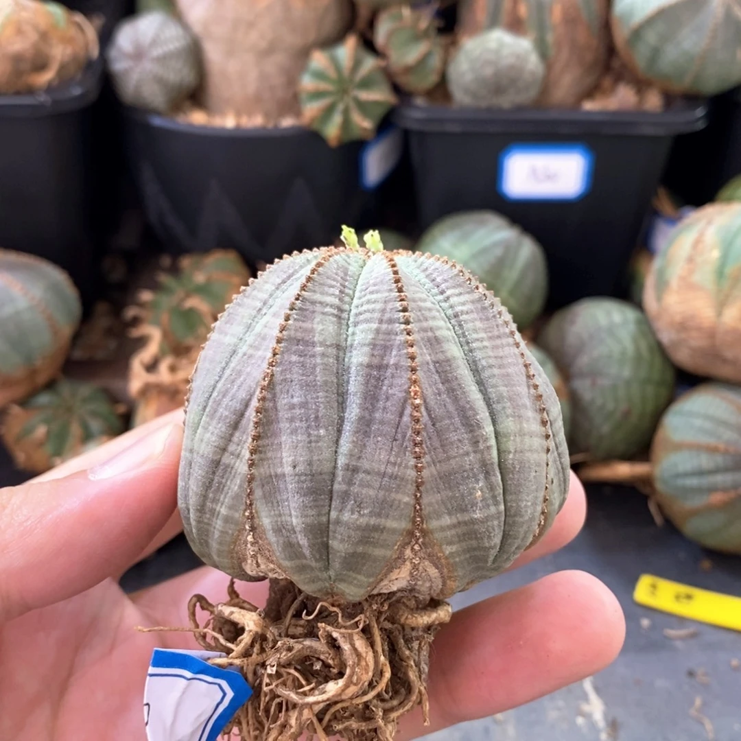 44欧系实生布纹球多肉植物
