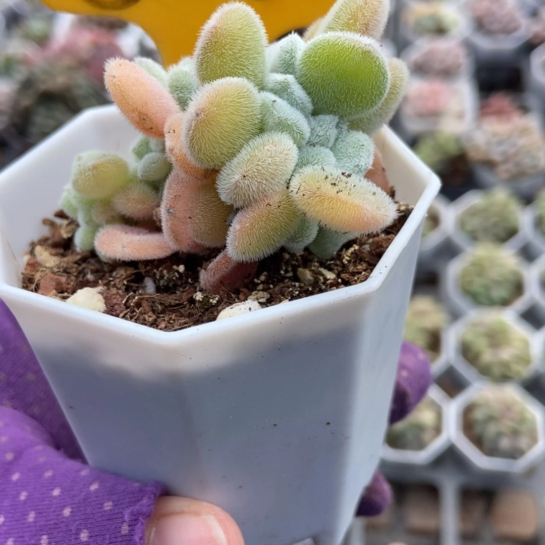 566雪晃星缀多肉植物