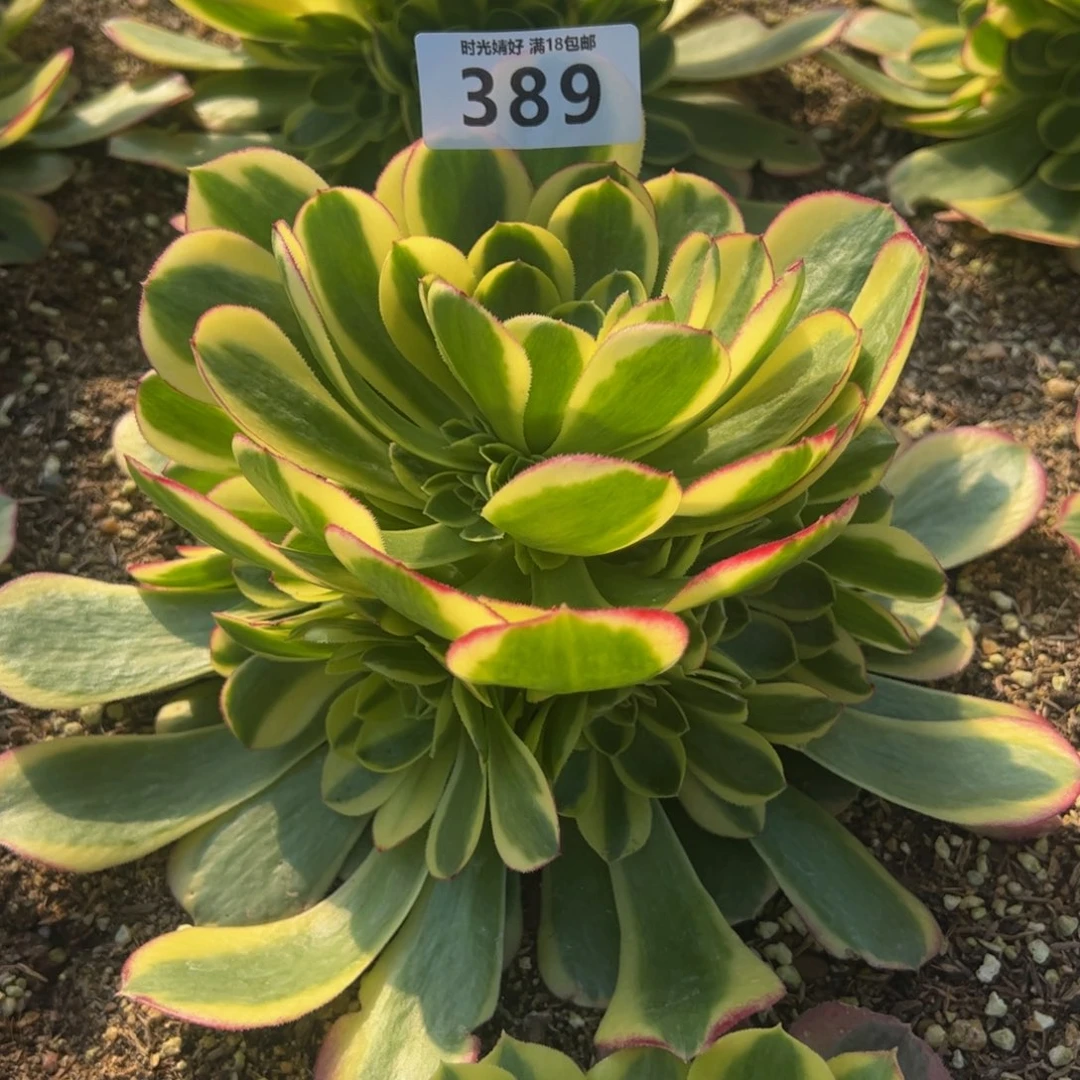 389奶白多肉植物