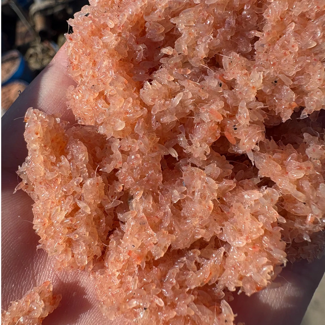 大连本地野生小蜢虾，非冷冻