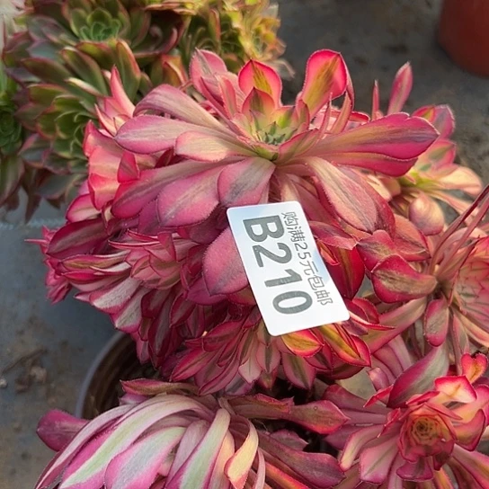 王*多肉植物一个