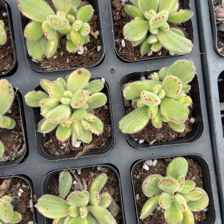 白熊一颗量拍多肉满20包邮下午发货