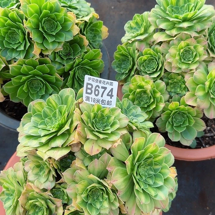 多肉法师翡翠琉璃