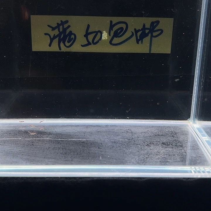 孔雀鱼黄化体小蜜蜂