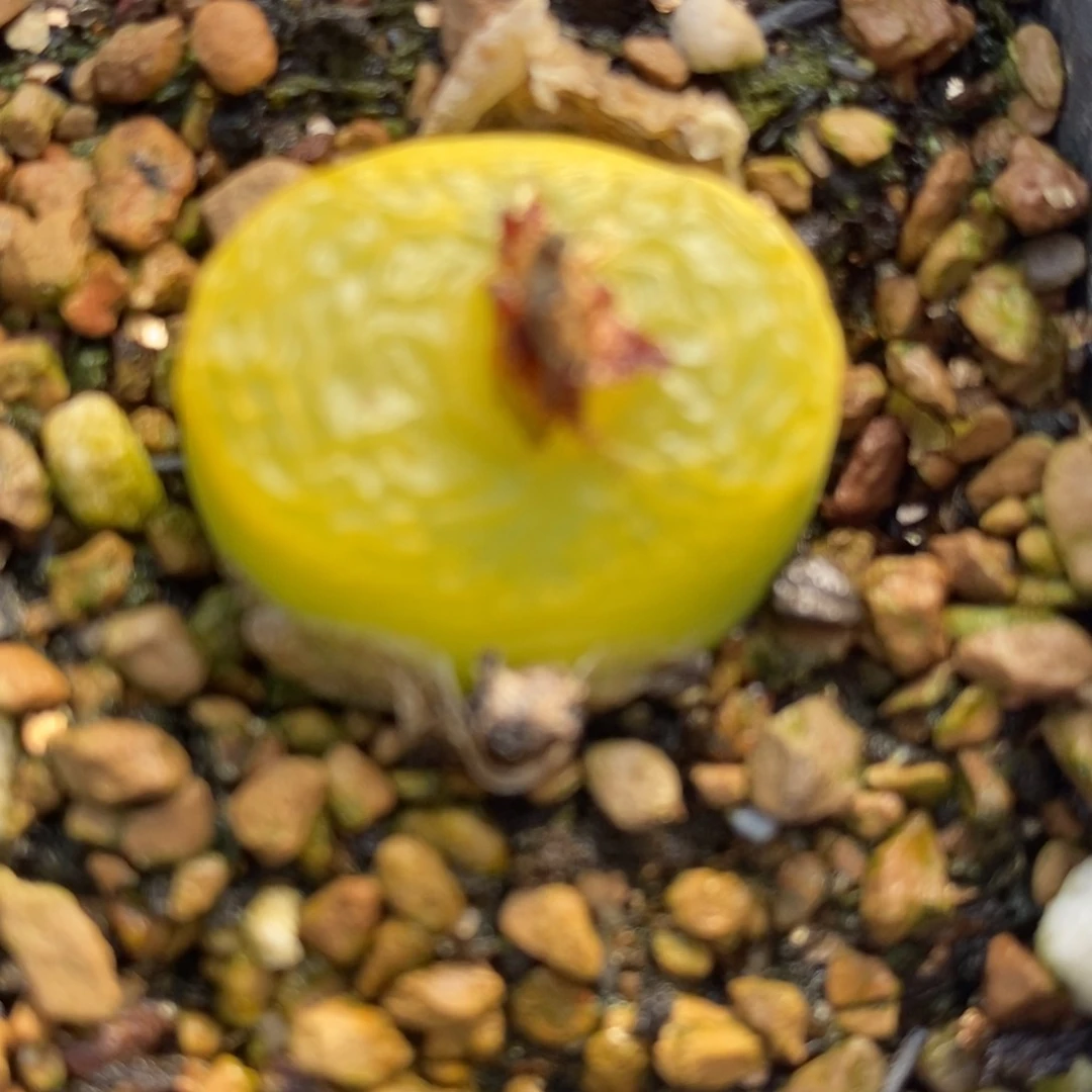 1549红绿灯一组一组