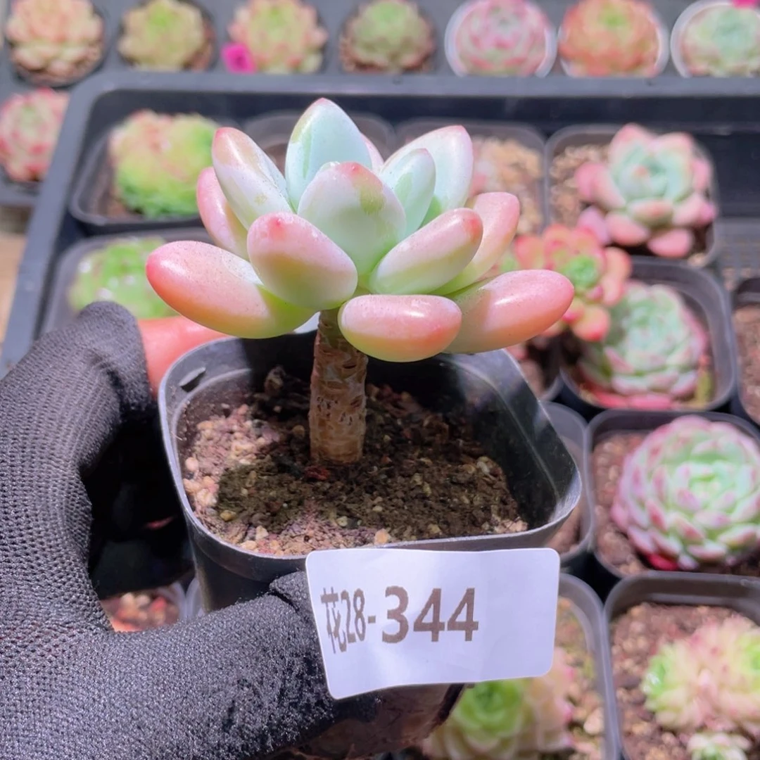 花利美28-344洛神