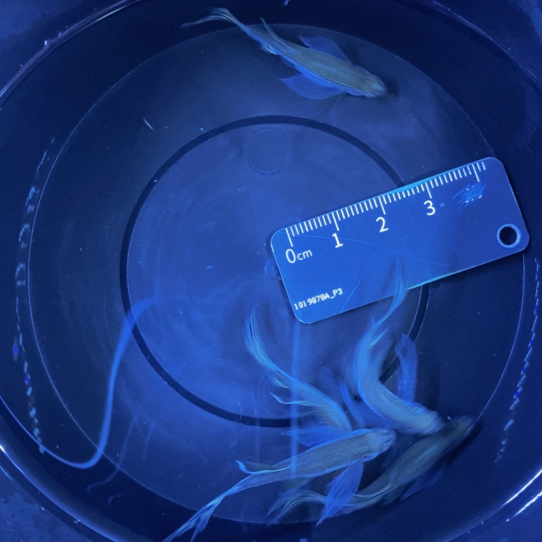 斑马鱼蝶翼斑马暗夜蓝5条