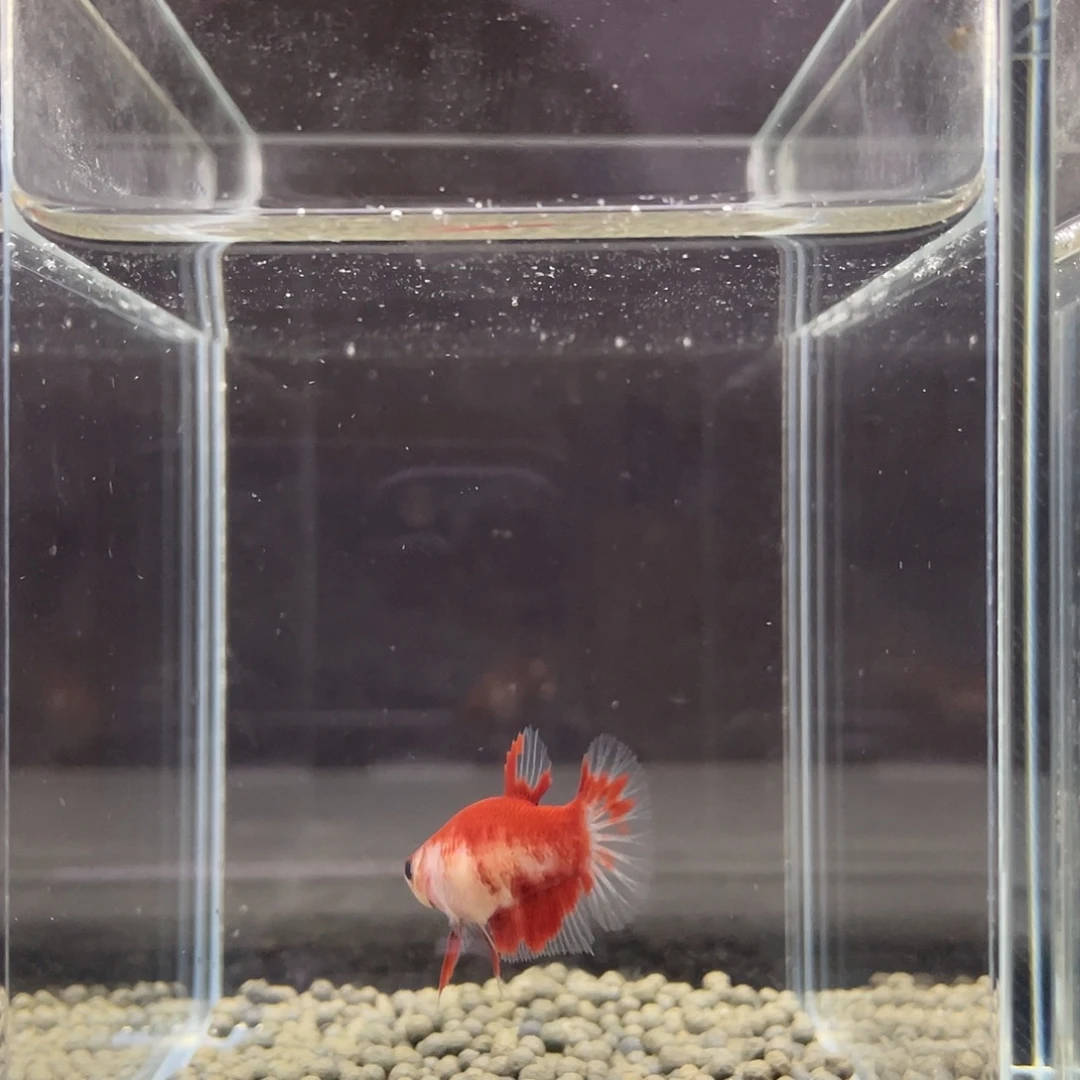 斗鱼49号aoc红肉母