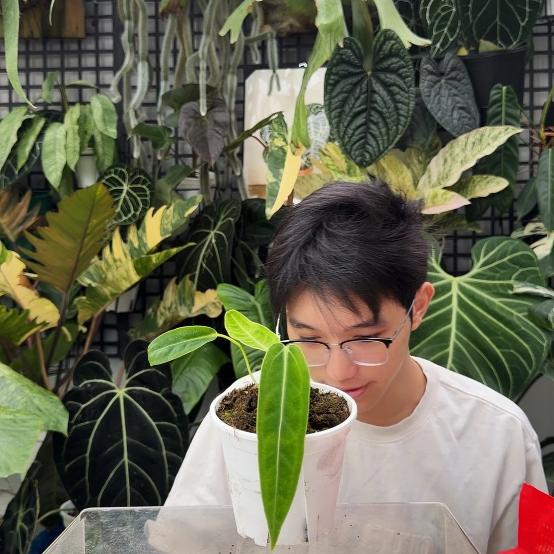 完全开放Q68火鹤后