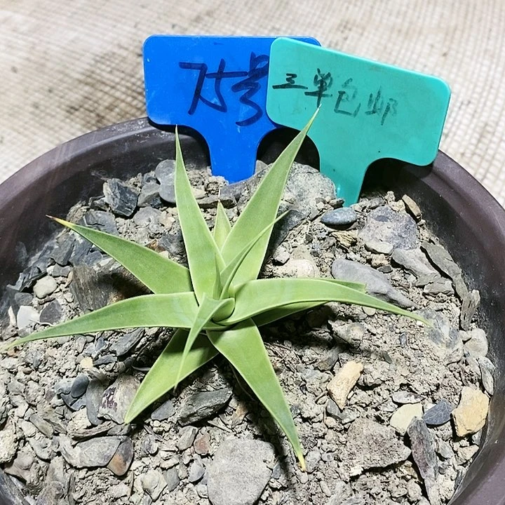 【闪购商品】无花朵龙舌兰章鱼