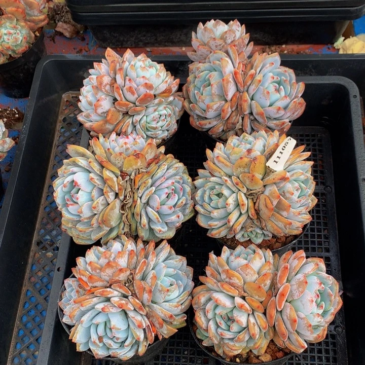 111057六个嗯嗯嗯嗯嗯嗯嗯嗯加油