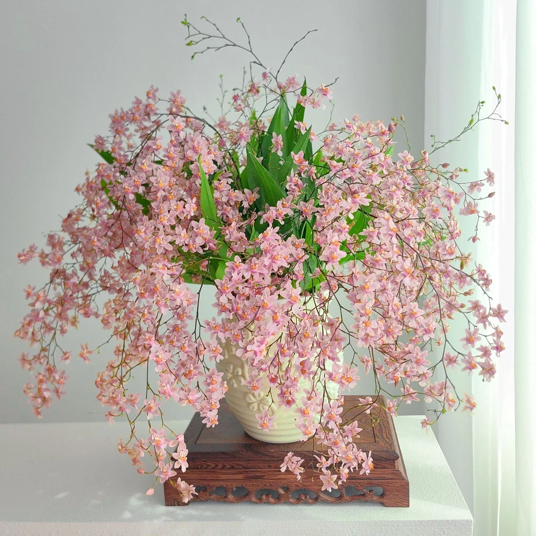 梦香兰光粉色【10枝花箭】香水文心兰盆栽兰花客厅阳台好养护