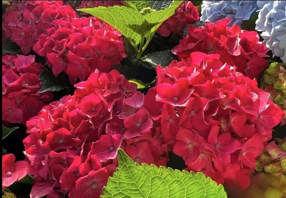 【魔幻红宝石】大花绣球盆栽多花头多季节 介意少量掉花苞断枝慎拍