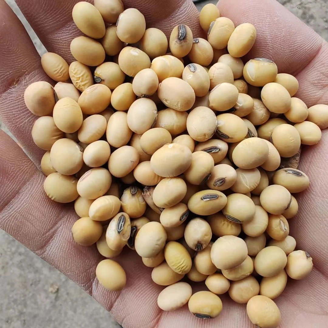 【黄豆】农家自产自种黄豆笨黄豆椭圆形煮粥炖菜打豆浆干货五谷杂狼
