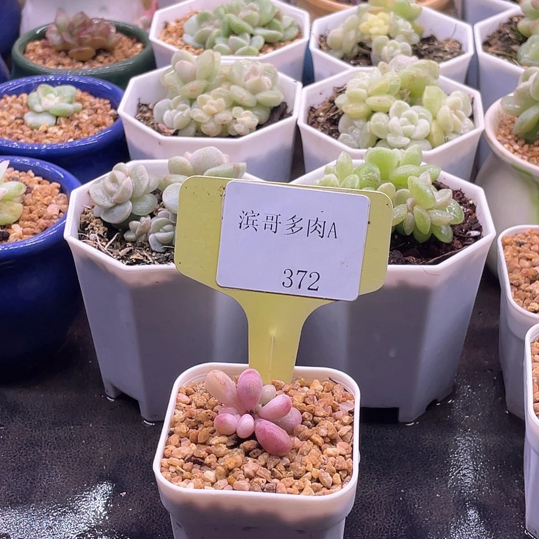 滨哥多肉A372桃蛋锦福利