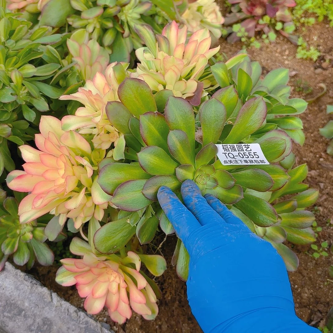 绍七彩砍头群三号555