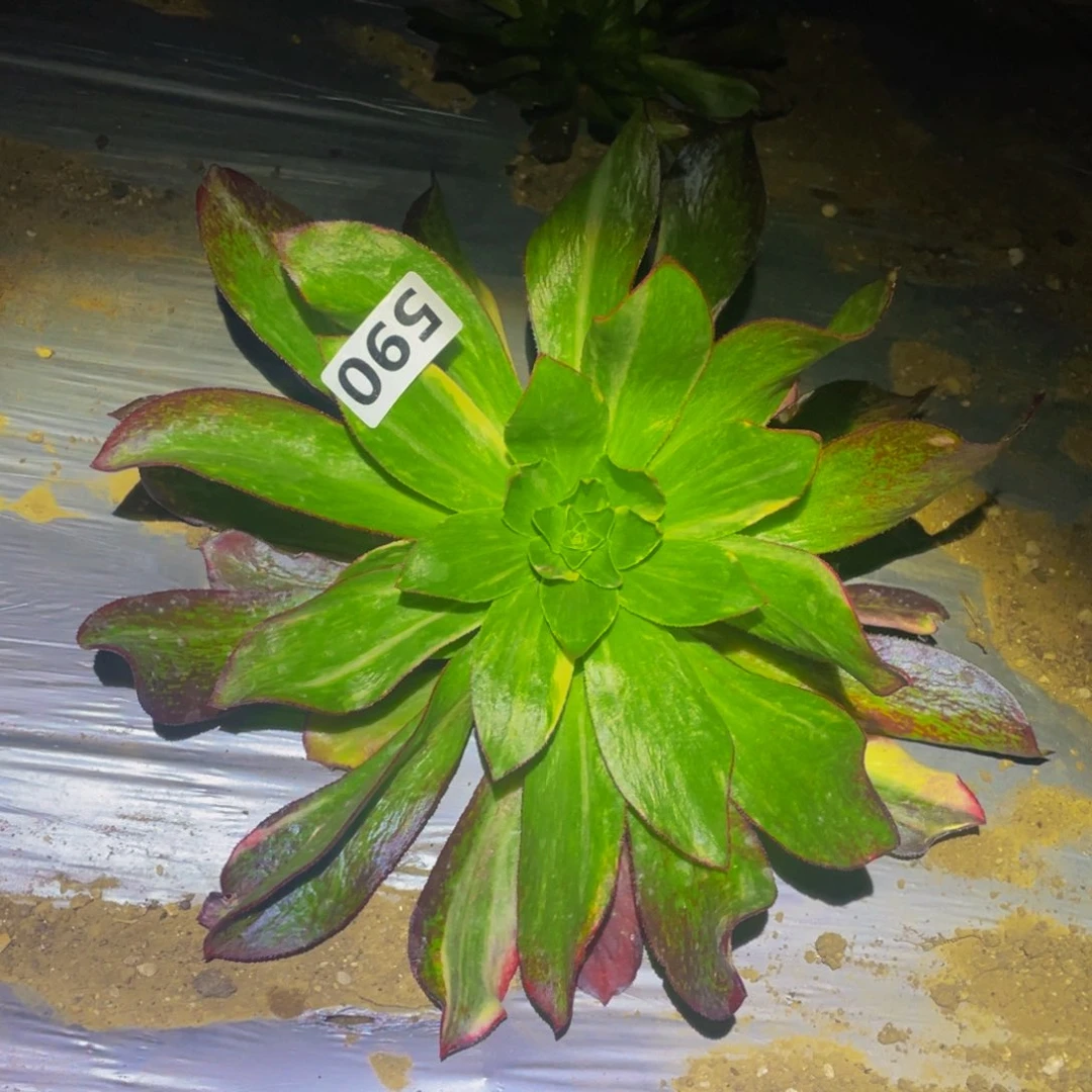 魅影七彩多肉植物590