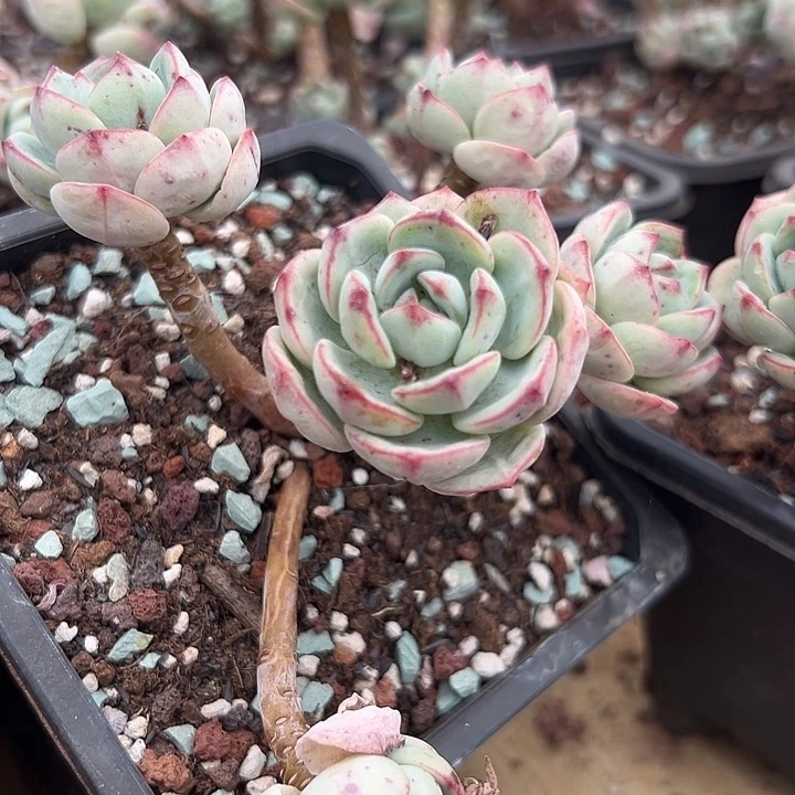 无花朵精品香草。