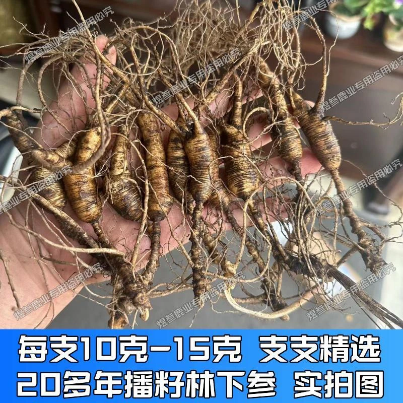 长白山二十年林下籽参老山参林下参食用新鲜人参煲汤泡水自用