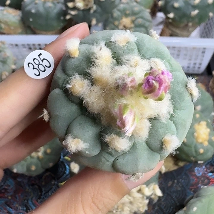 福利实生385园艺观赏植物