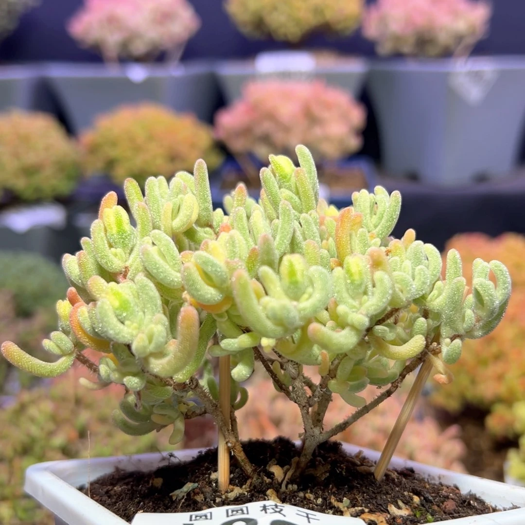 d887小老桩橙叶锦枝干番杏