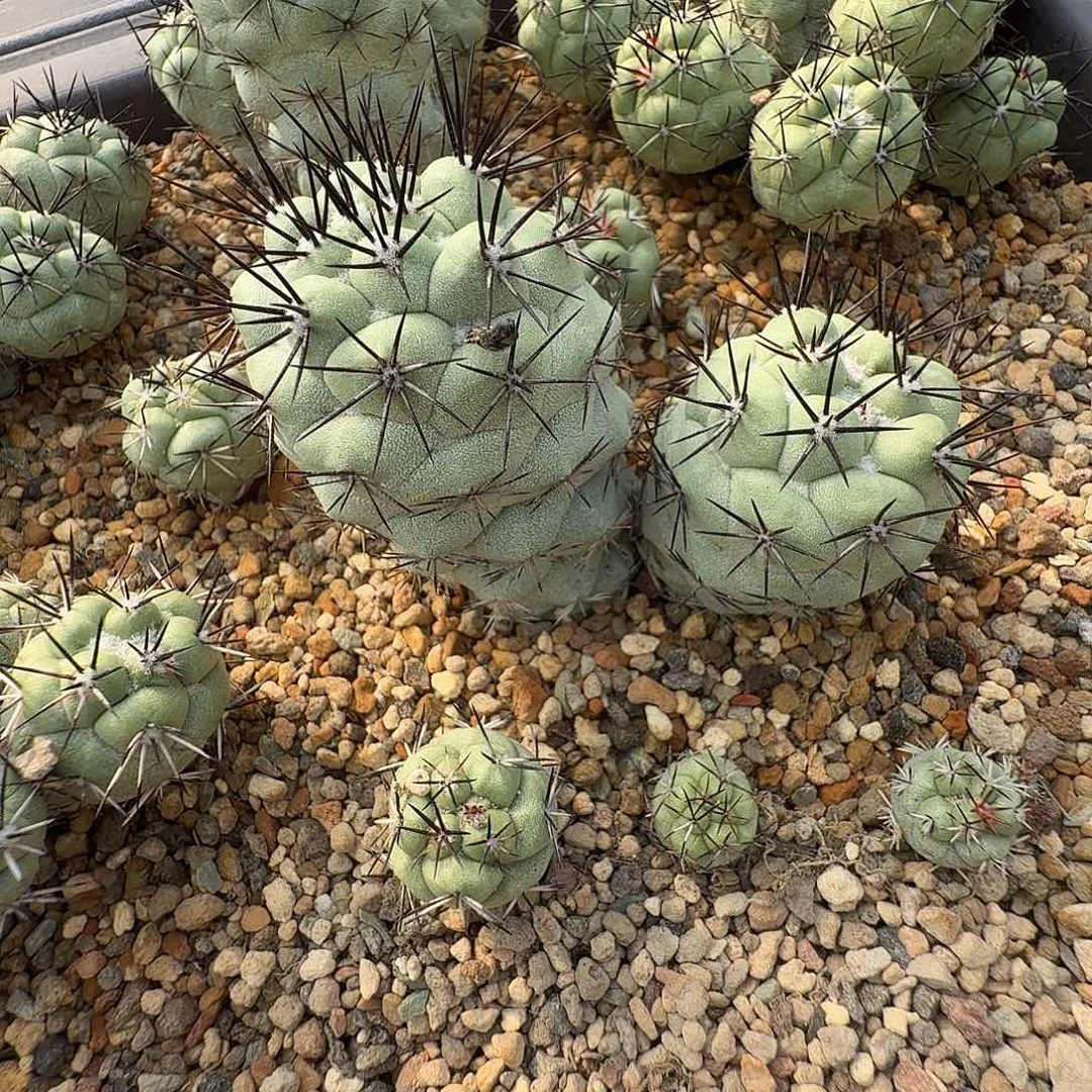 Y****花花花花花花花花