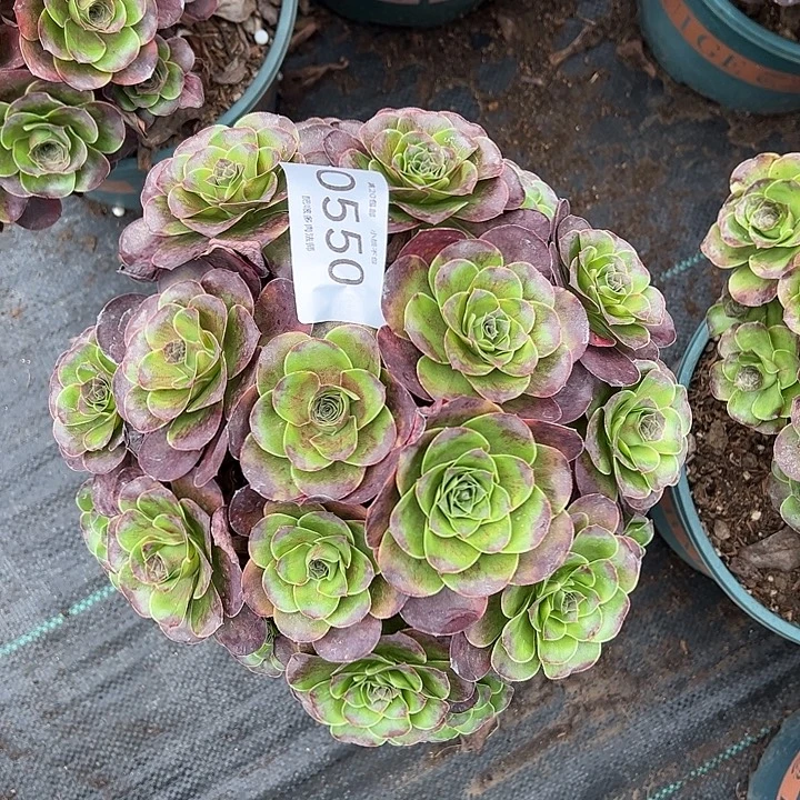 0550魅金玫瑰多肉植物