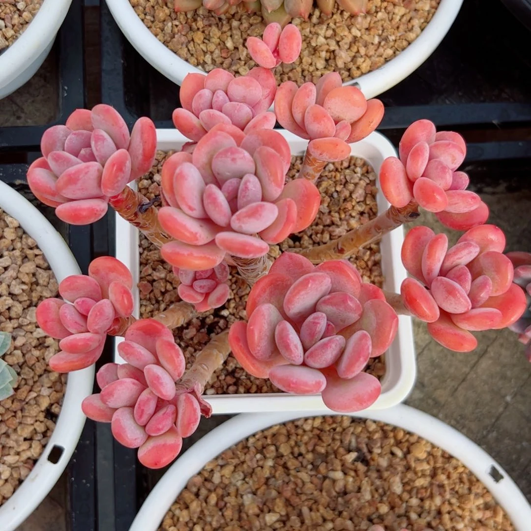 心**然多肉植物duorouzhiwu