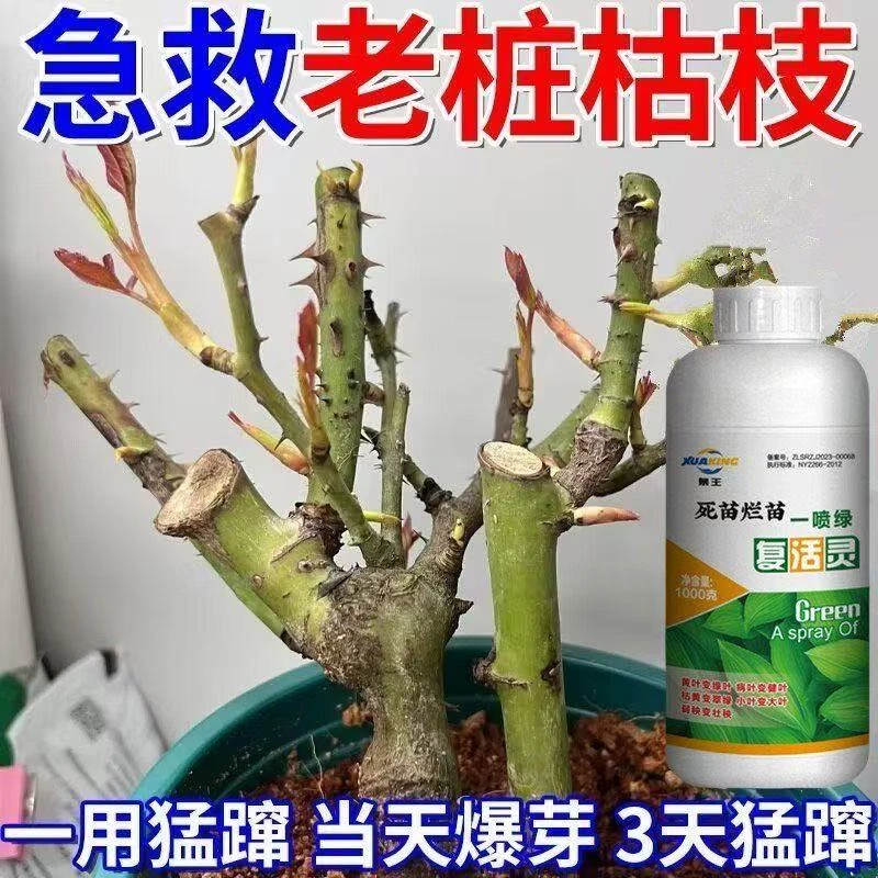【新芽猛长】老桩催芽剂促芽僵苗快速发新芽防黄叶促花营养复活肥