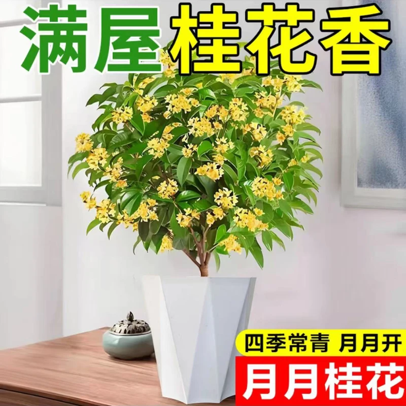 四季桂树苗庭院阳台好养易活带香味观赏花卉绿植