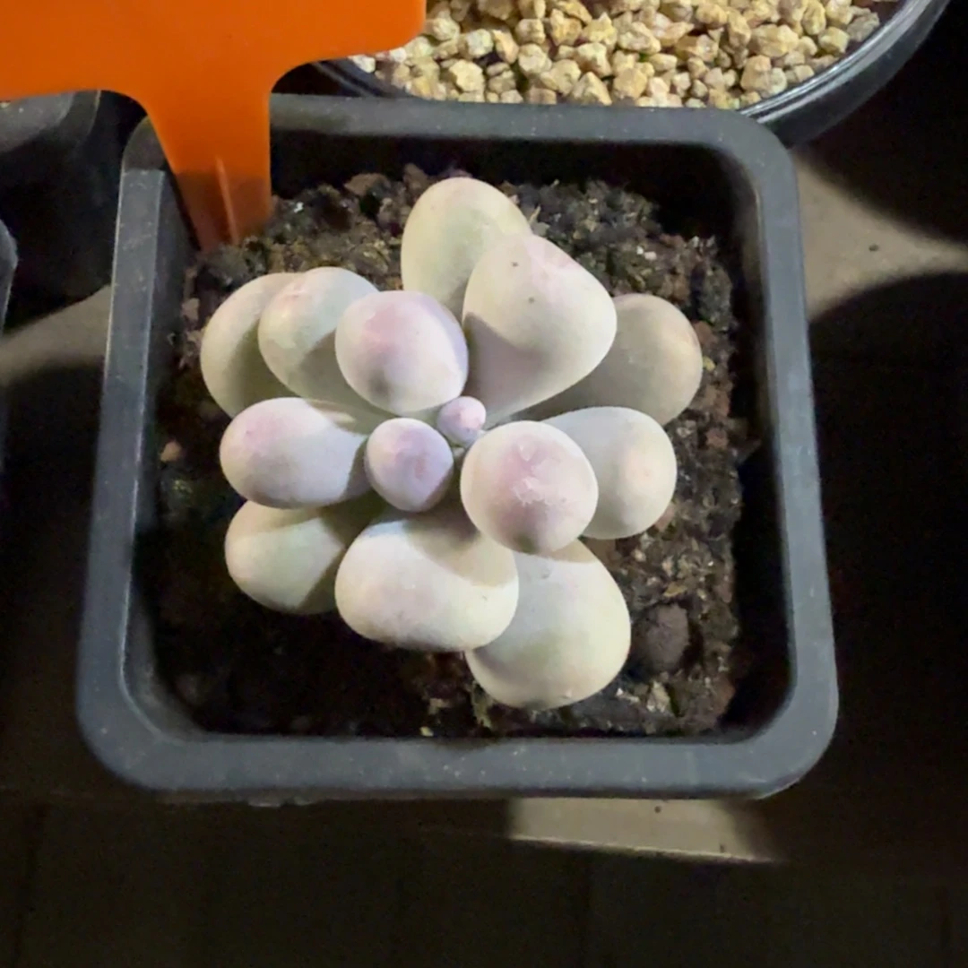 米可奶111111111111111