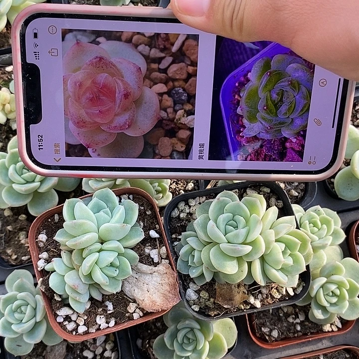 上盆甜心877群生一个